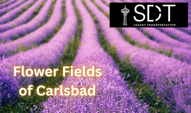 The Flower Fields of Carlsbad, California A Colorful Spring Getaway - SD Downtown Transportation
